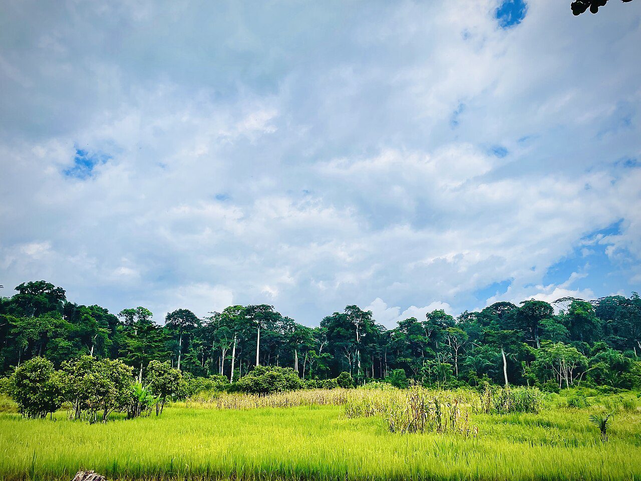 Photograph of Bia National Park